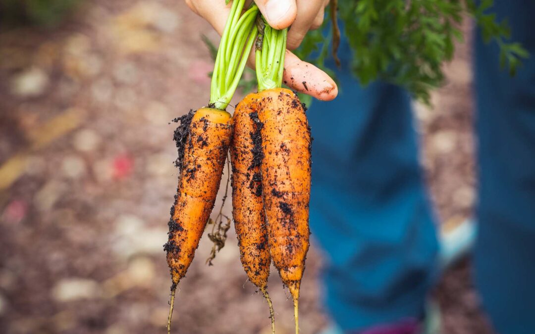 3 Local NYC Organic Shops for Your Groceries