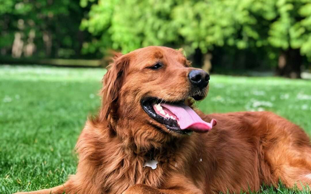 Best Off-Leash Dog Parks Near Gowanus